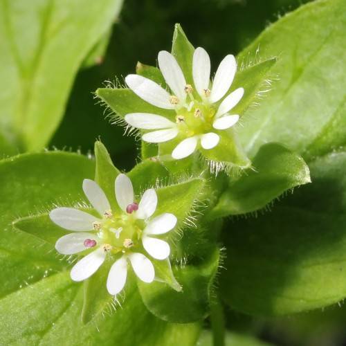 white flowers with lime center, purple-white stamens, lime leaves and stem