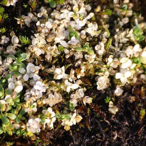 yellow-white flowers with lime-brown foliage and stems