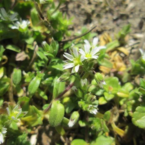 white flowers with lime-yellow center, white-green buds, yellow-green leaves and brown stems