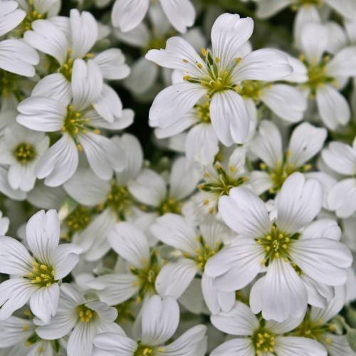 white flowers with lime center, white filaments and yellow anthers