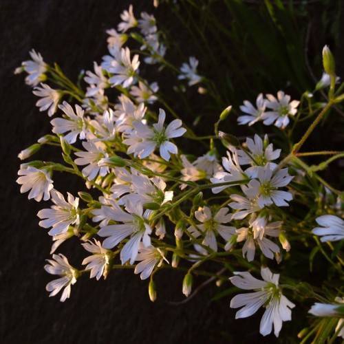 white flowers with lime-yellow stamens, green leaves and green-brown stems