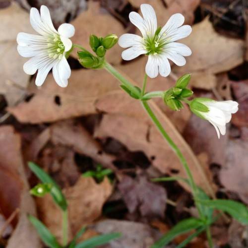 white flowers with lime center, white filaments, yellow anthers, green buds, leaves and green stems