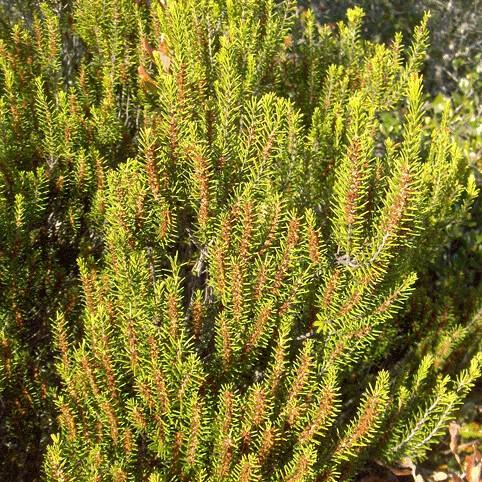 Lime-green leaves.