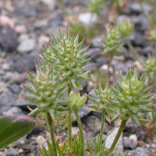 green flowers with red-green needles and foliage with green stems