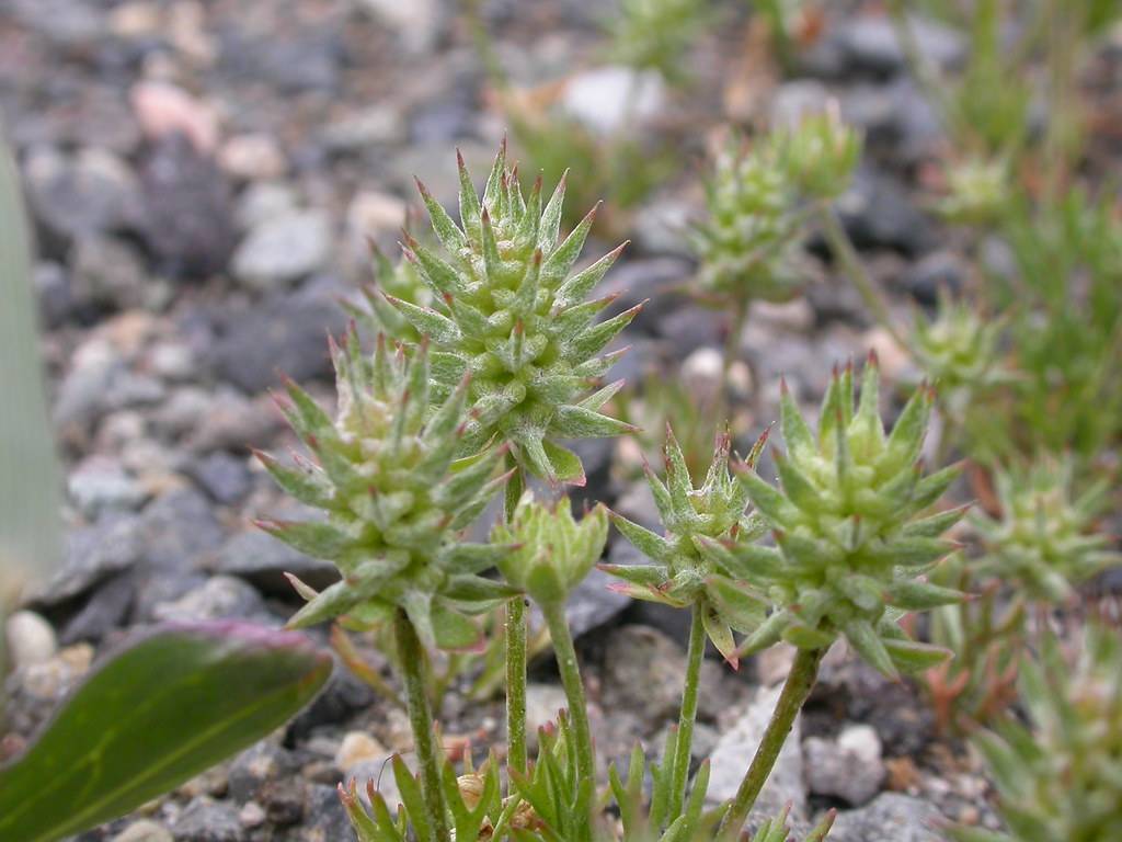 green flowers with red-green needles and foliage with green stems