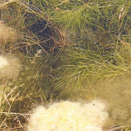 green-brown foliage