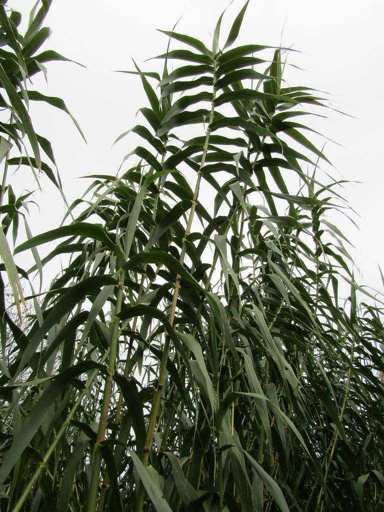 Green leaves and green stem with green stalk