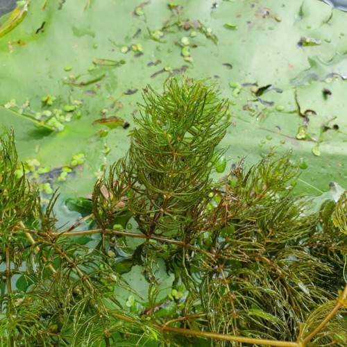 green-olive foliage and olive stems