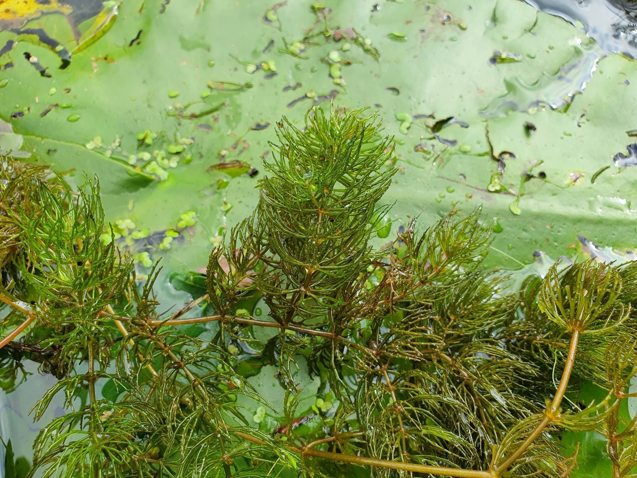 green-olive foliage and olive stems