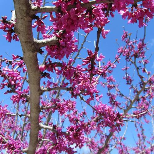 Pink flowers on light-brown twigs and branches and a light-brown bark 