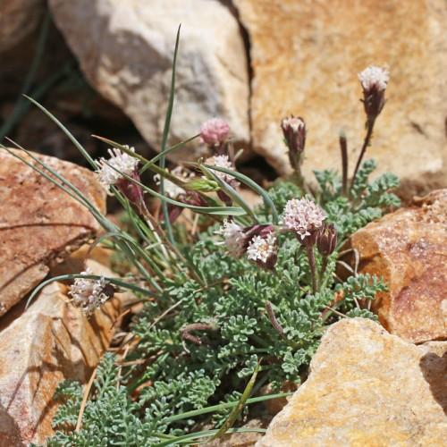 White-pink flower with burgundy sepal and stem, green leaves.