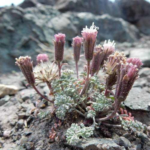 pink-purple flowers with green foliage and purple-brown stems