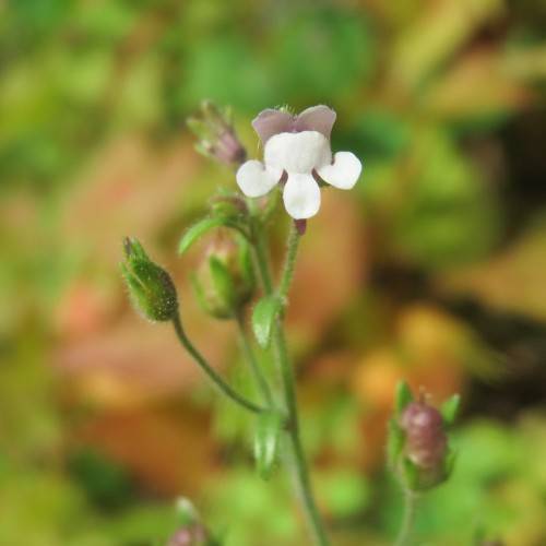 white-pink flowers with purple-green sepals, green foliage and stems