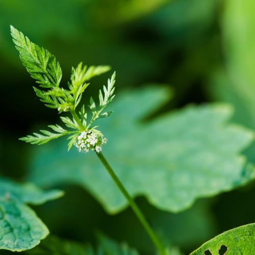 Small white flowers with green leaves and stem.