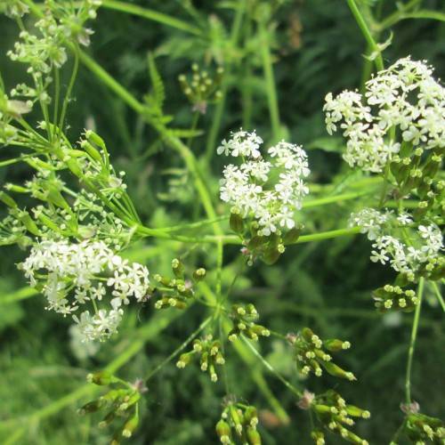 white flowers with lime buds, foliage and stems