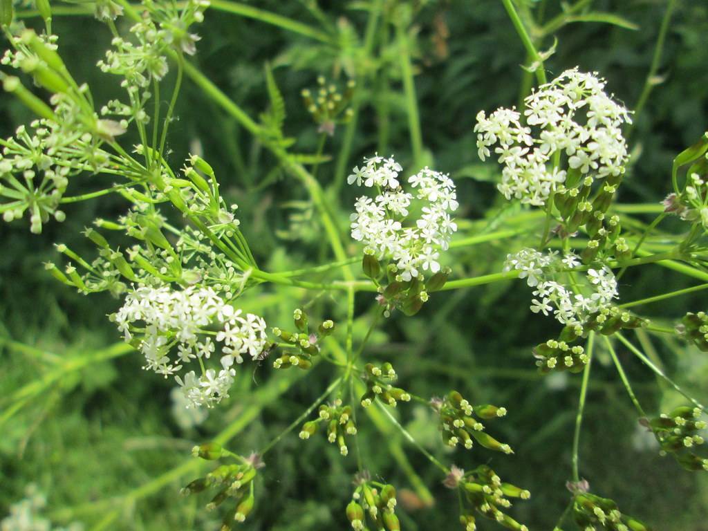 white flowers with lime buds, foliage and stems