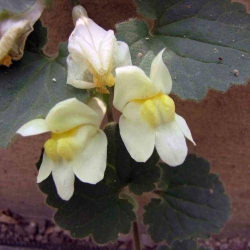 Yellow-white-pink flowers and green leaves.
