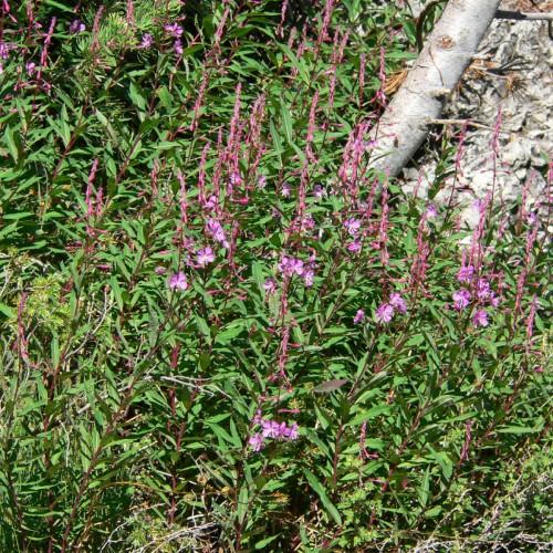 Magenta flowers with buds, maroon stem and green leaves.