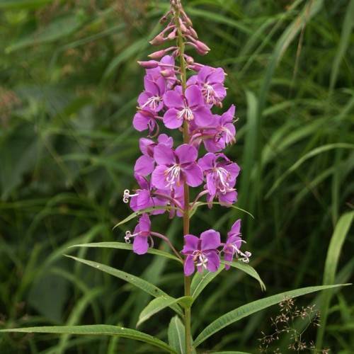 purple flowers with white stamens, purple buds, green leaves and stems
