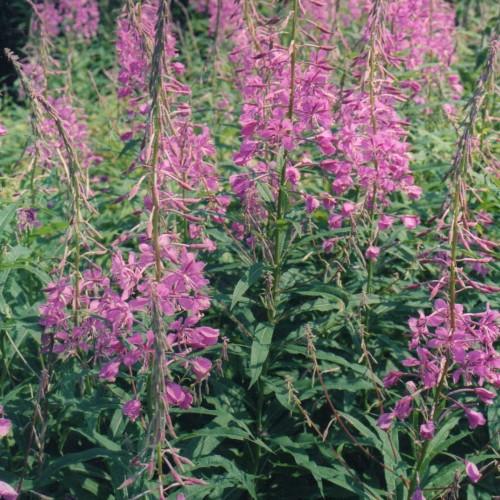 Magenta flowers with buds, lime-green stem and green leaves.