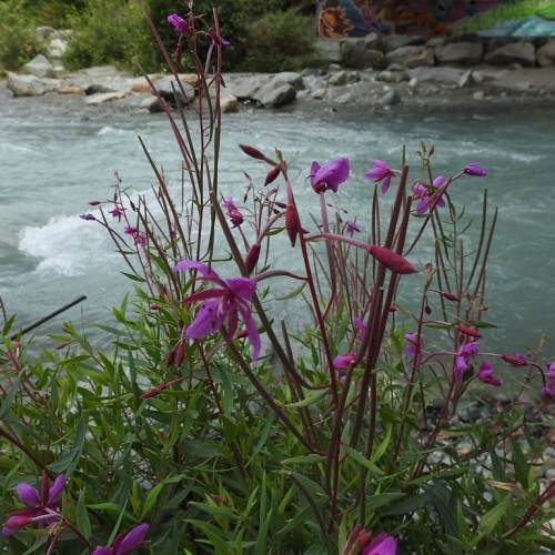 purple-pink flowers with red-brown stems and green leaves