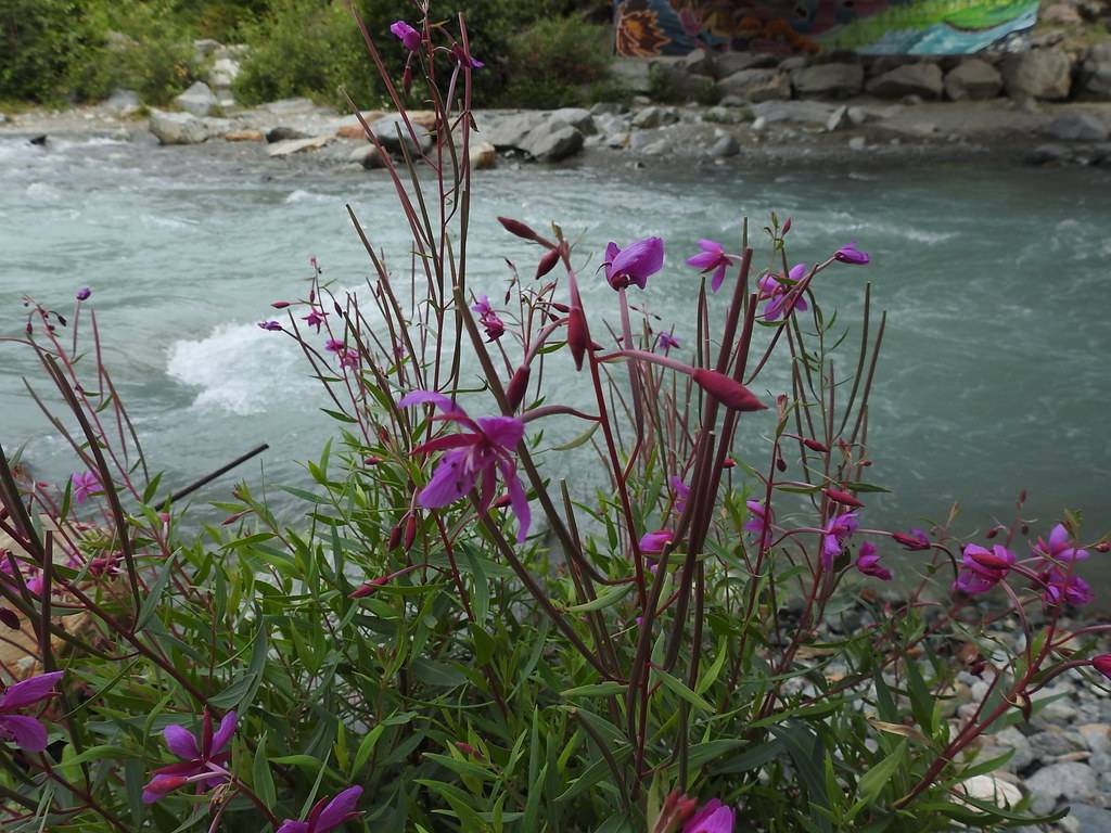 purple-pink flowers with red-brown stems and green leaves