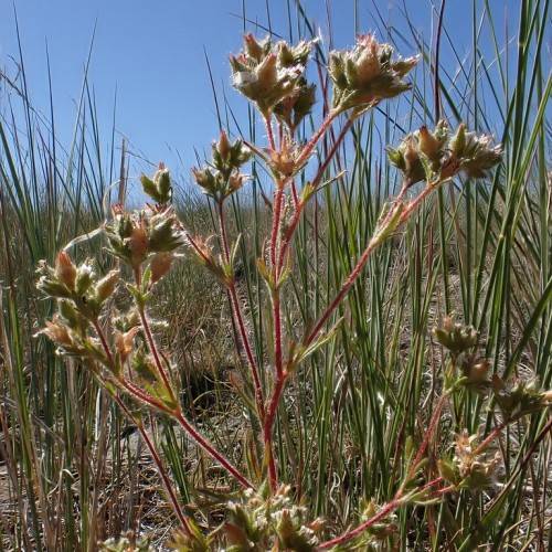 peach-green flowers with green leaves and red stems