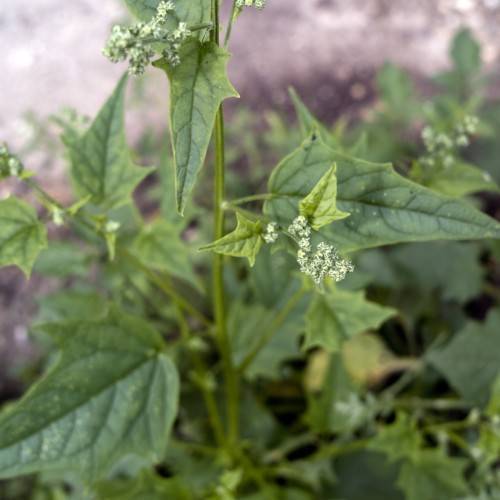 white flowers with lime-green leaves and lime stems
