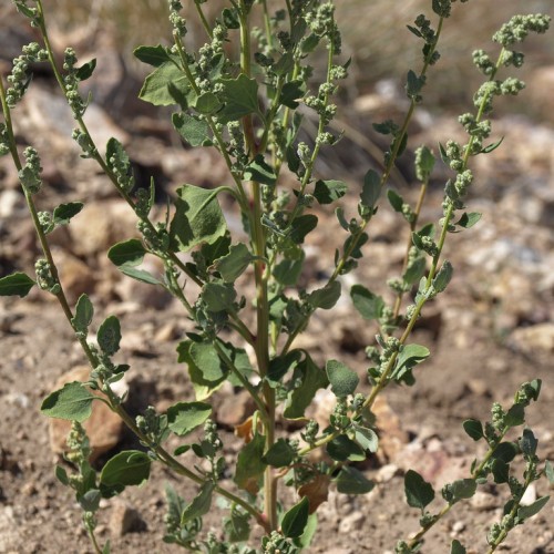 Dark-green leaves and green stem.
