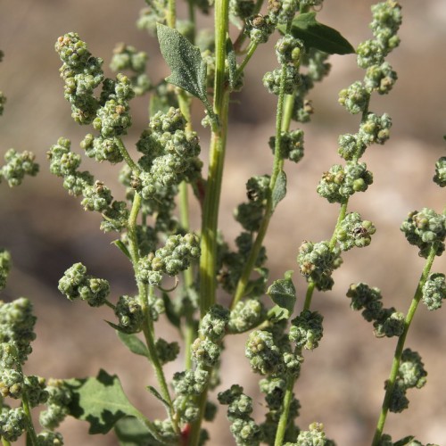 Green flowers with leaves and lime-green stem.