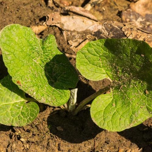Green leaves with stems, yellow midrib and veins