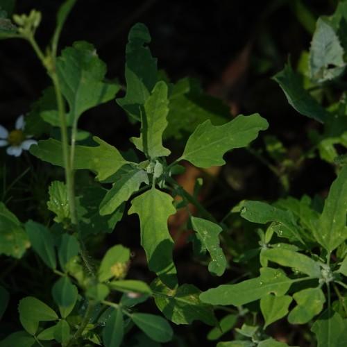 Green leaves and petiole.