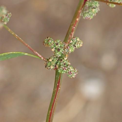 Green-maroon buds with stem.