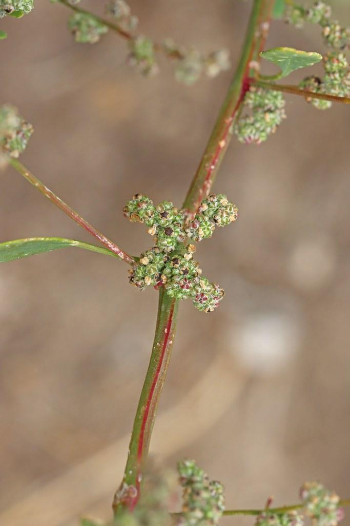 Green-maroon buds with stem.