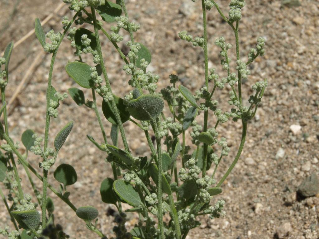 Green buds, leaves, petiole and green stem.