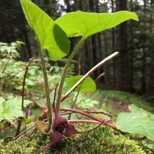 Burgundy flower with white center, white hair, lime stems, green leaves, burgundy stigma stems and anthers.