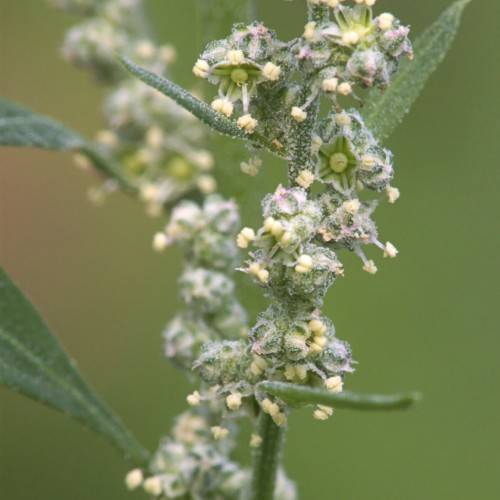 yellow-green flowers with green leaves and stems