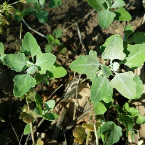 white-green leaves and beige-lime stems