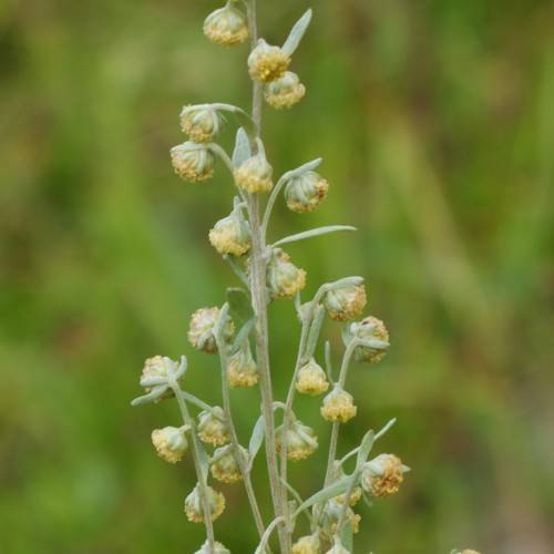 yellow-green buds with light-green sepals, foliage and stems