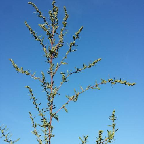 olive flowers and foliage on pink stems