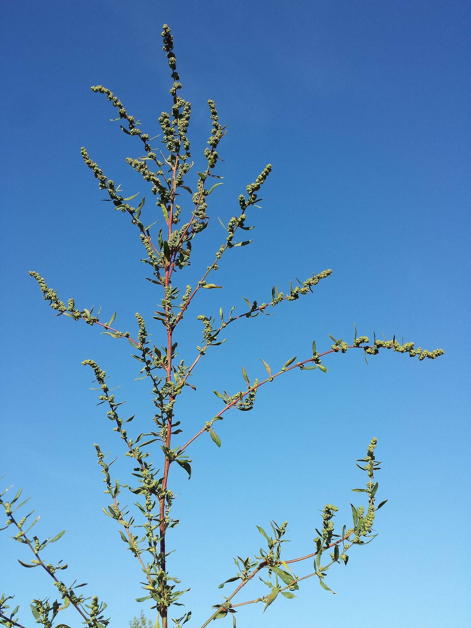 olive flowers and foliage on pink stems