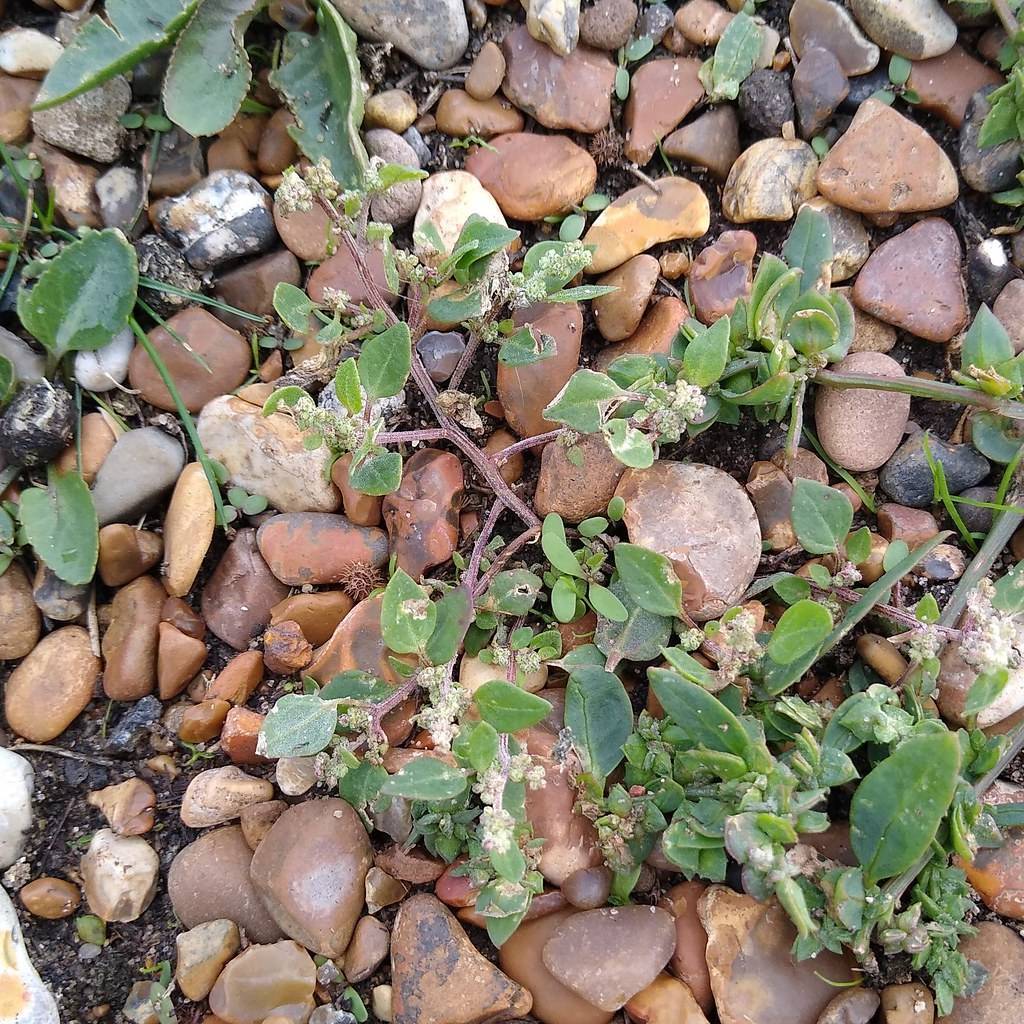 green leaves with white-green flowers and brown stems