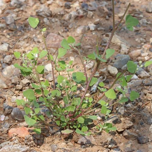 green leaves with brown stems