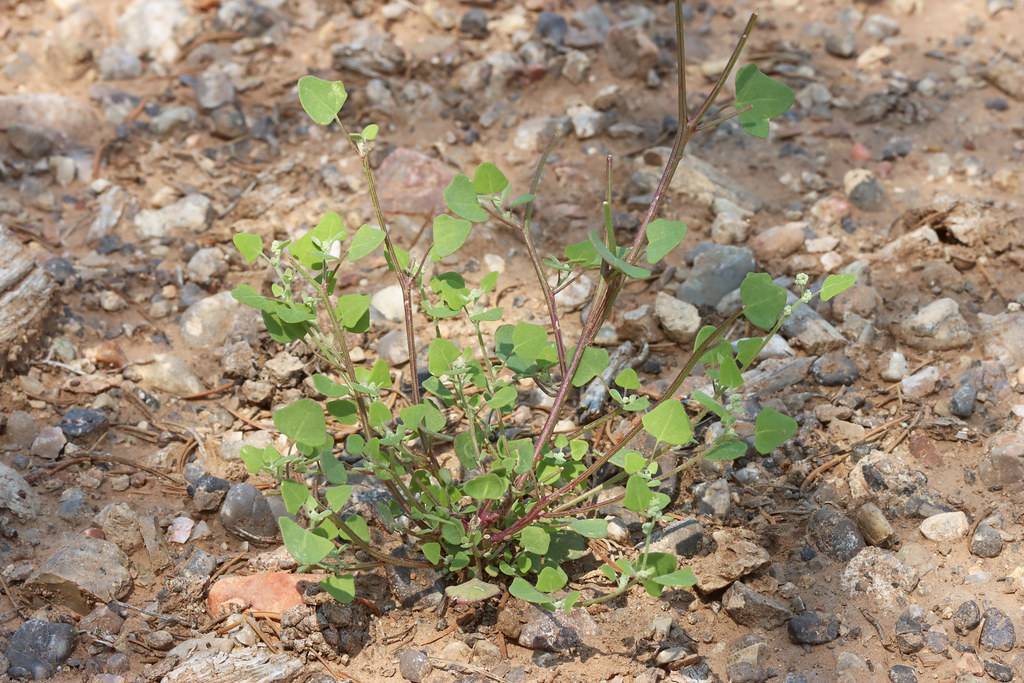 green leaves with brown stems