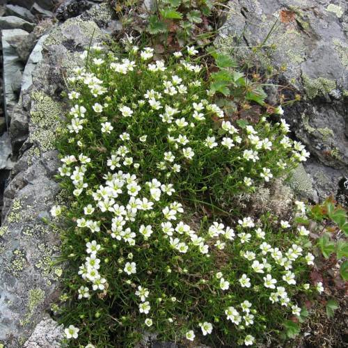 white flowers with lime center, white buds, green leaves and stems