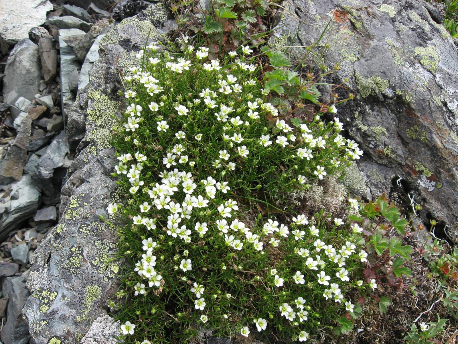 white flowers with lime center, white buds, green leaves and stems