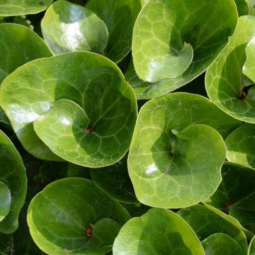 Green leaves with light-green veins