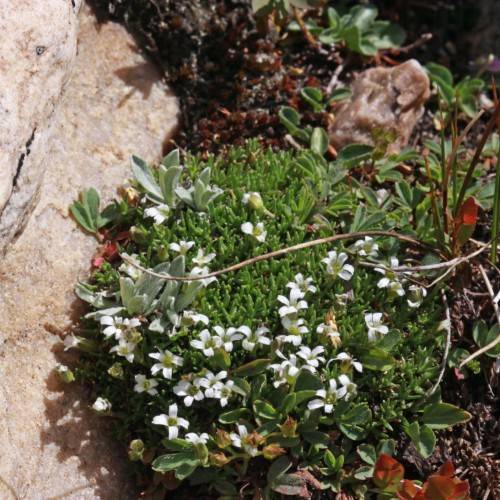 white flowers with lime center, green leaves and brown stems
