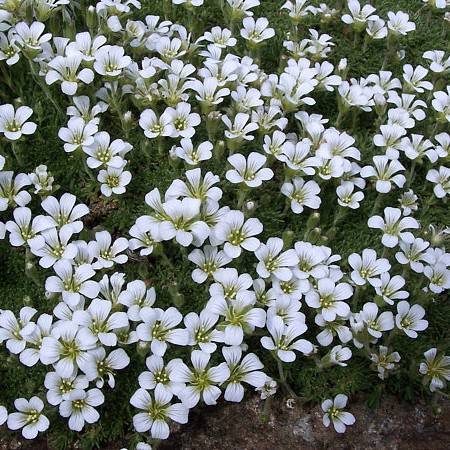 white flowers with lime center, yellow anthers, green-white buds, green leaves and stems