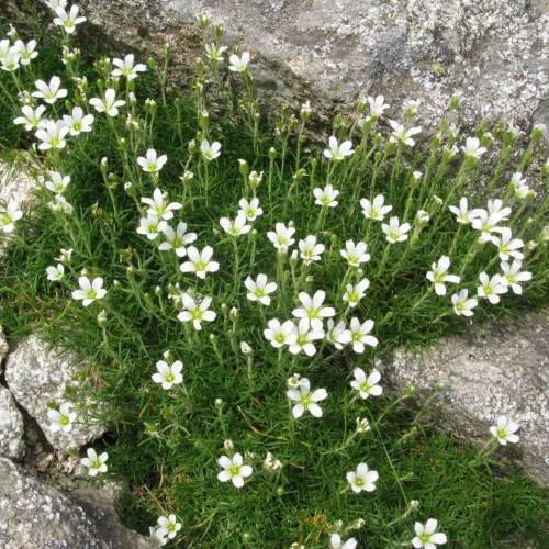 white flowers with lime center, green-white buds, green foliage and lime stems